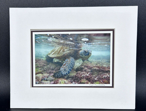 Quadro tartaruga acquatica - quadro,