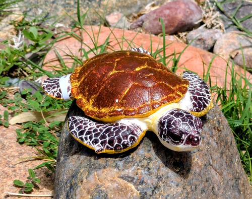 Loggerhead sea turtle - terra, di